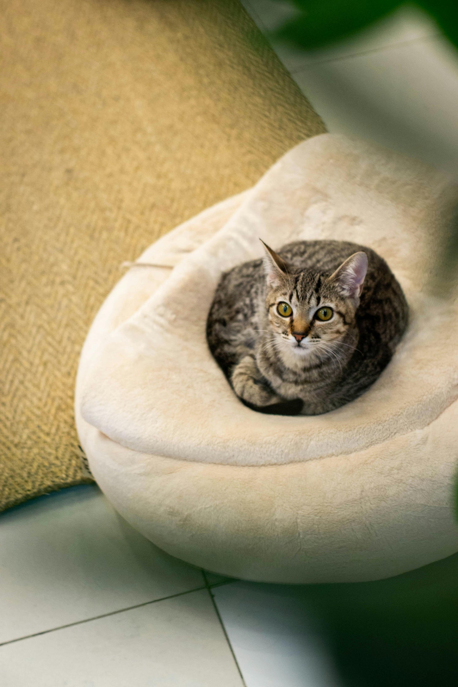 Cat Beds
