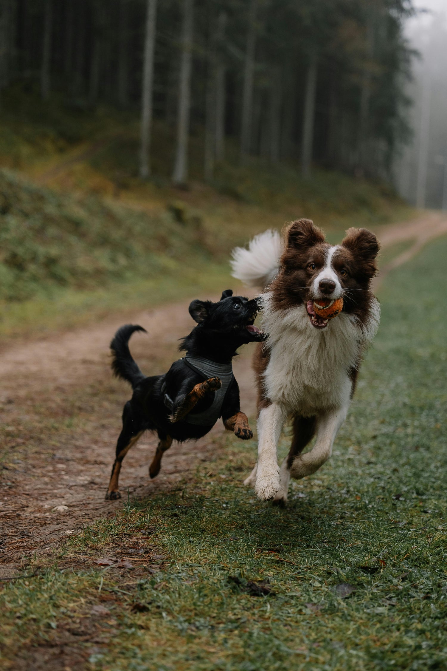 Playtime Fun