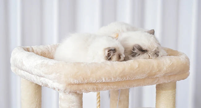 Heavy Duty Cat Tree Multi-Level Indoor Condo With Plush