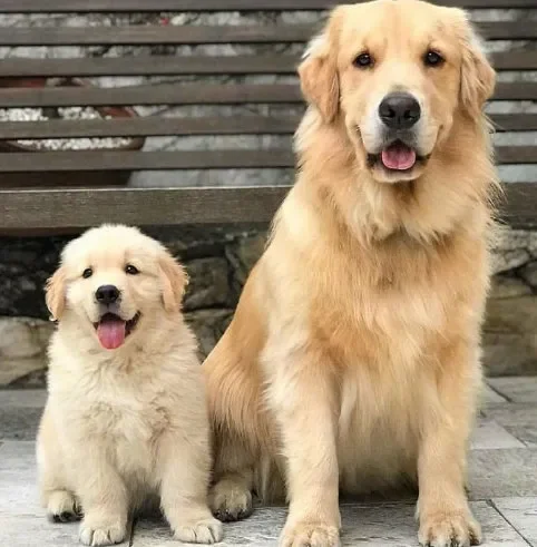 The Ultimate Guide to Raising a Golden Retriever