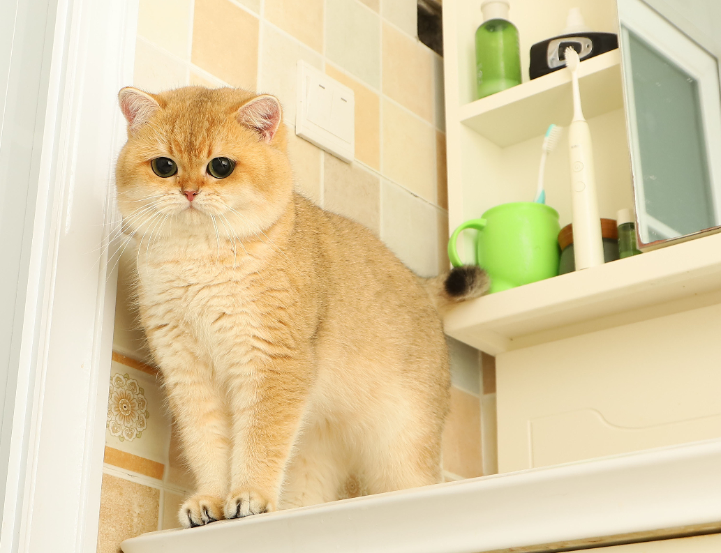 Best Guide to Raise Your Golden British Shorthair Cat